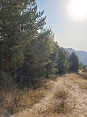 A quiet forest trail winds through lush green pine trees, leading deeper into nature. The bright sun illuminates the dry ground, creating a warm