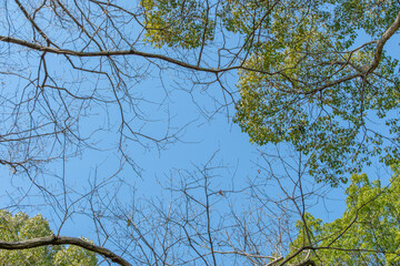 青空を縁取る冬木と新緑の葉