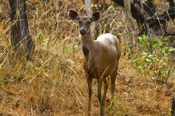Image of sambar deer in its natural habitat.