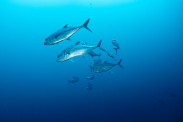 Gruppo di carangidi, Caranx sexfasciatus, nel blu 