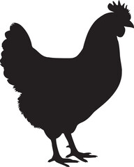 An illustration of a chicken standing silhouette on a white background, a rooster isolated on white