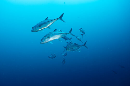 Gruppo di carangidi, Caranx sexfasciatus, nel blu 
