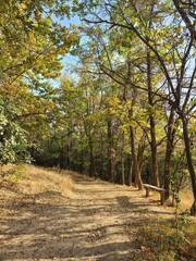 Autumn forest with a path and a wooden bench
