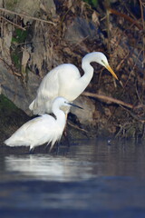 un mattino d'inverno