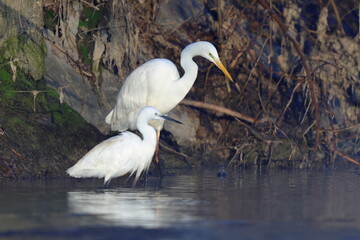 un mattino d'inverno