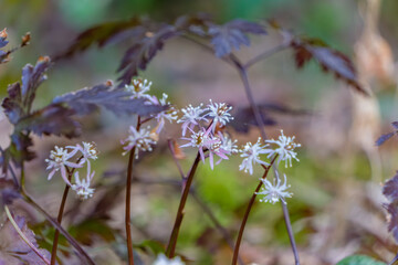 森林の奥に咲くカラフルなセリバオウレン