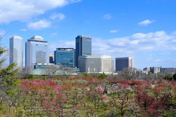 Obraz premium 大阪城公園の梅林