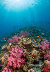 Naklejka premium coral reef