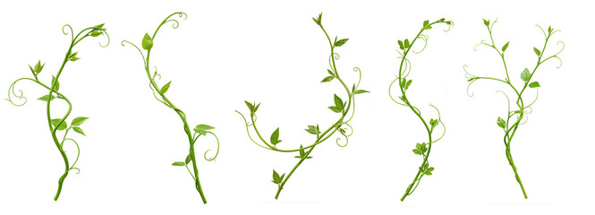 Fototapeta premium Set of Heart shaped green leaves climbing vines ivy of cowslip creeper (Telosma cordata) the creeper forest plant growing in wild isolated on a white background with a clipping path.