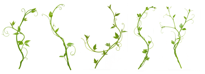 Set of Heart shaped green leaves climbing vines ivy of cowslip creeper (Telosma cordata) the creeper forest plant growing in wild isolated on a white background with a clipping path.