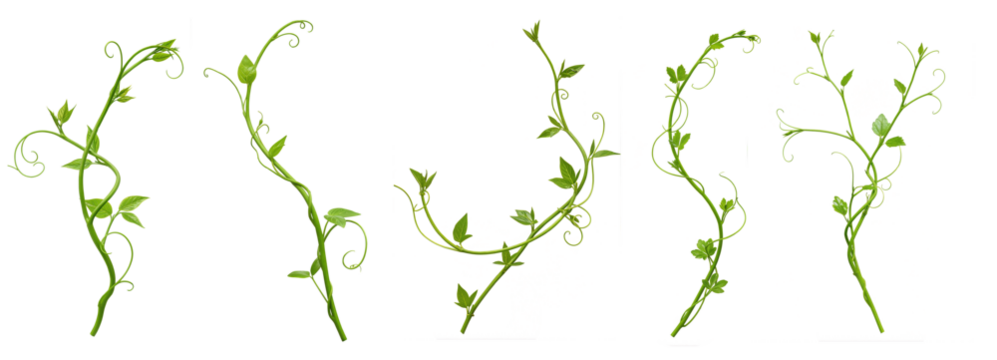 Set of Heart shaped green leaves climbing vines ivy of cowslip creeper (Telosma cordata) the creeper forest plant growing in wild isolated on a white background with a clipping path.