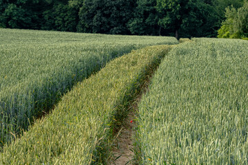 Vibrant green wheat fields stretch toward the horizon. Young crops create a lush, emerald carpet swaying gently in the breeze, promising future harvest.
