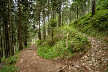 Narrow forest path winds up the mountainside, bordered by lush blueberry bushes. Green leaves and blue-purple berries line the trail as it curves between tall trees into the shaded woods.