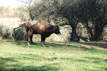 Cow peeing in the meadow