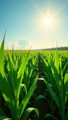 Fototapeta premium Sun-drenched cornfield, lush green rows stretching to horizon , nature, outdoors, farming