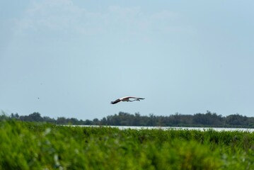 flamingos fly