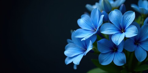 Vibrant blue flowers, lush bouquet, dramatic black backdrop, botany, black background