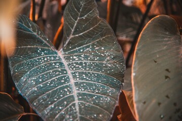 leaf with water