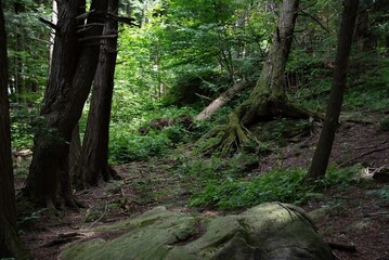 Obraz premium path in the forest