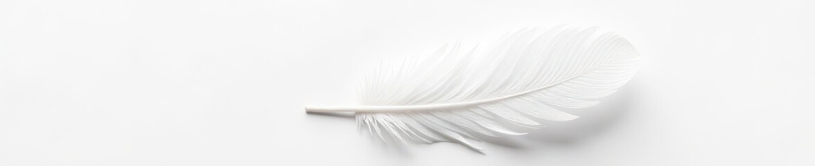 White feather against pure white backdrop, fine detail visible , simple, fluffy, texture