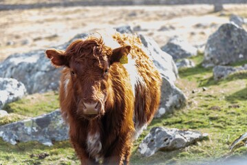 Fototapeta premium cow in the mountains