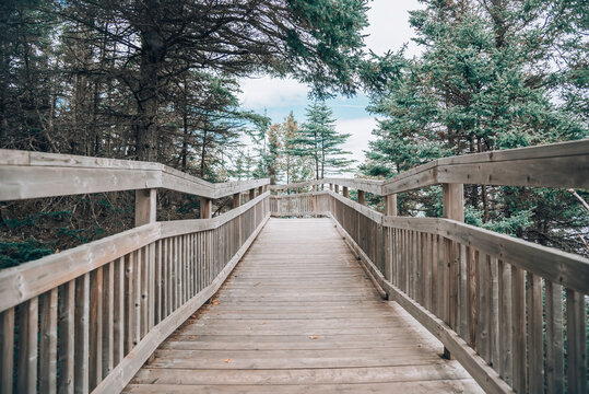 wooden bridge in the forest