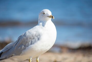 seagull on the beach