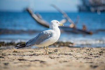 seagull on the beach