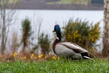 duck walk on grass