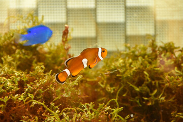 水槽の中を気持ちよさそうに泳ぐカクレクマノミ