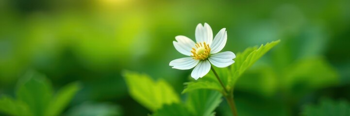 Single white strawberry flower in lush green foliage, soft morning light, plant life, spring, growth