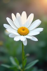 Obraz premium Single white daisy, vibrant petals, crisp detail, bright, white background, wildflower