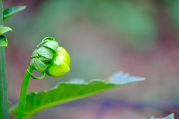 ダリアの蕾