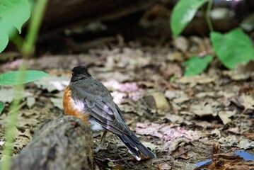 a small bird