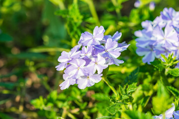 薄紫色のバーベナの花