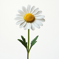 A close-up of a pristine daisy against a white backdrop, perfect for botanical illustrations, spring-themed designs, or eco-friendly branding.