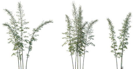 Set of Phyllostachys bambusoides (commonly called madake, giant timber bamboo, or Japanese timber...