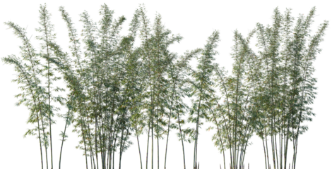 Set of Phyllostachys bambusoides (commonly called madake, giant timber bamboo, or Japanese timber bamboo) frontal isolated png on a transparent background perfectly cutout high resolution