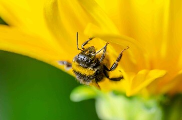Bumblebee on a yellow flower.