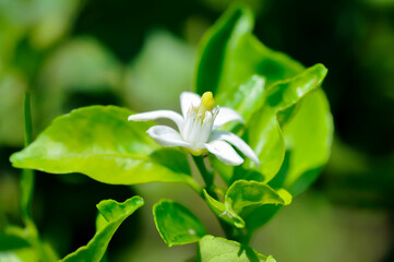 lemon tree with flower or lime tree with flower