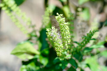 basil or holy basil ,  Sacred basil or Ocimum tenuiflorum L or  Ocimum sanctum L or LAMIACEAE plant and flower