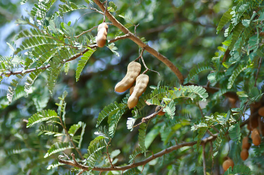 Tamarindus indica L, Indian date or Tamarind or FABACEAE or Tamarind tree and Tamarind seed