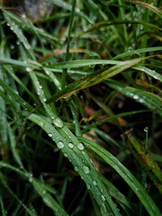 Raindrops on the grass
