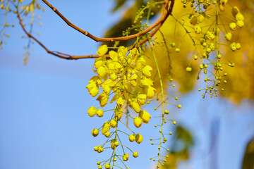 Golden shower blooming on branch