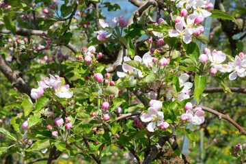 Apple garden