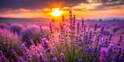 Miniature Lavender Field at Sunset: Silhouetted Flowers, Tilt-Shift Photography