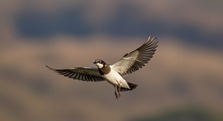 Majestic flight: European Roller soars against a blurred background of nature