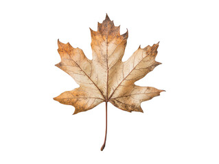 The image presents a close-up of a single, dried maple leaf isolated on a transparent background.