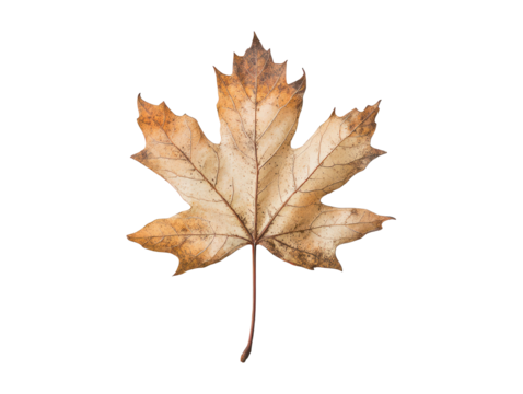 The image presents a close-up of a single, dried maple leaf isolated on a transparent background.