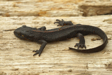 Closeup on a Chinese warty newt, Paramesotriton chinensis